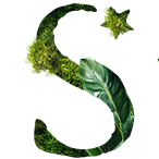 喜达屋酒店及度假村